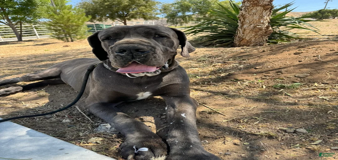 Gallery Image {{count}}