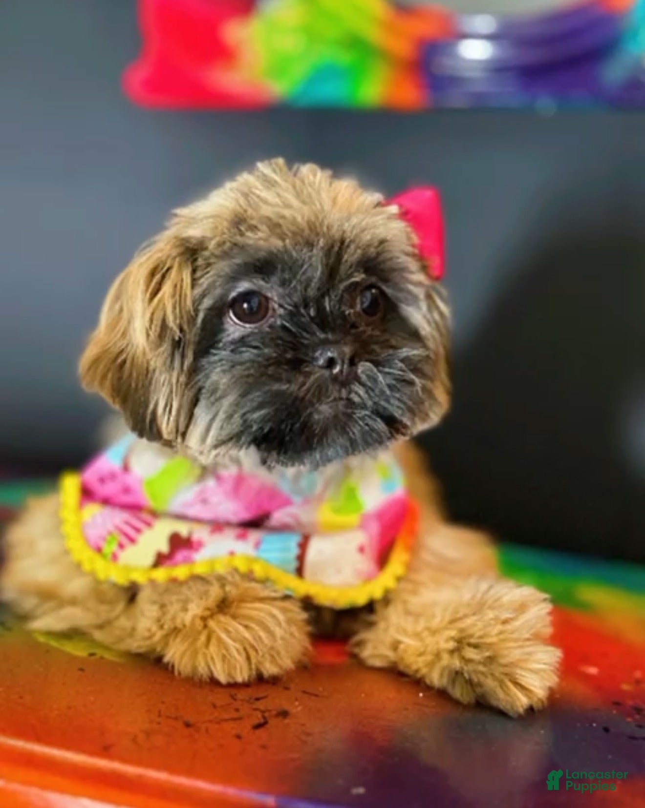 Shih Tzu dogs Penny - Ad 1