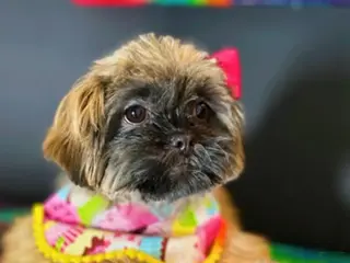 Shih Tzu dogs Penny - Ad 17