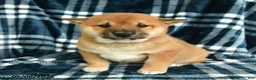 Shiba Inu dogs for sale: Spot - Ad 4