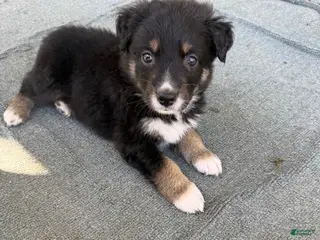 Mixed Breed dogs Mixed Breed Puppy 1 - Ad 7