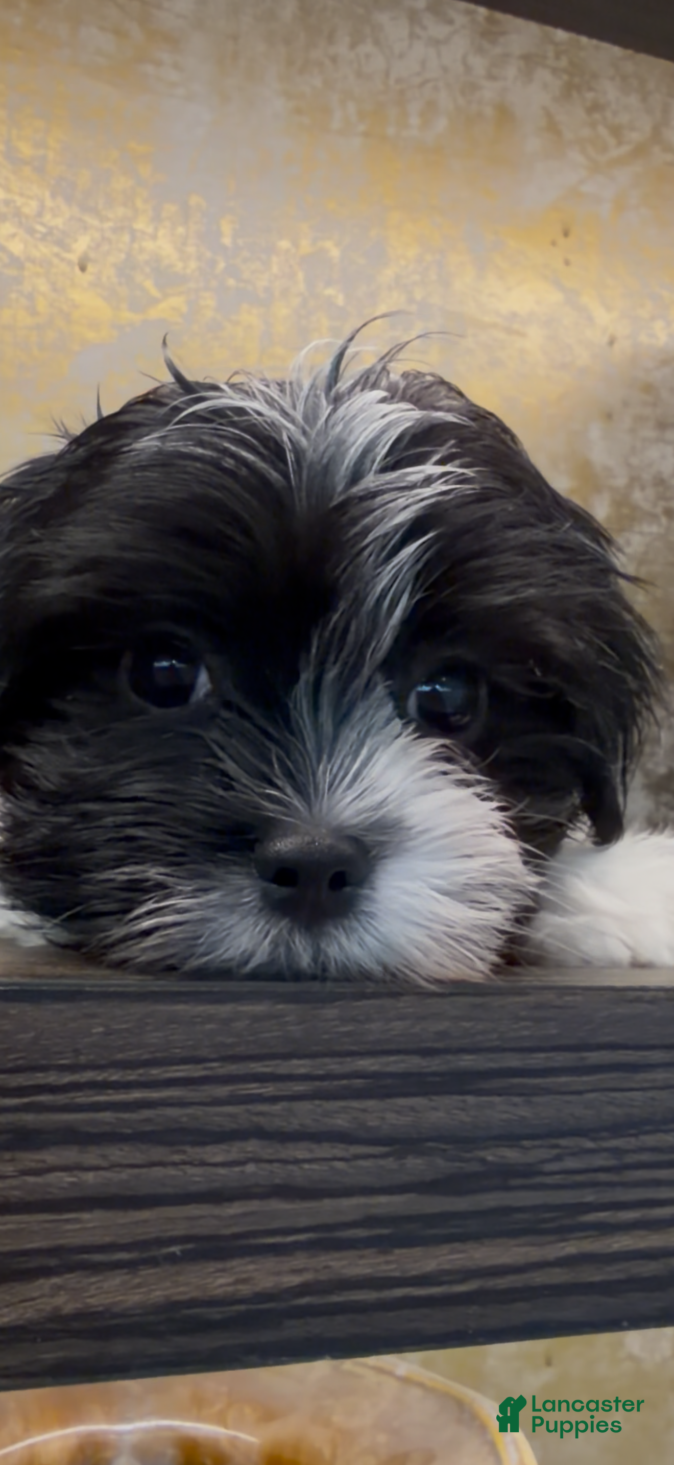Morkie dogs Bean - Ad 1