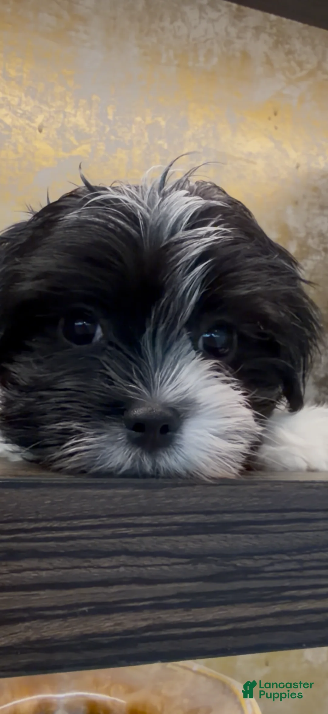 Morkie dogs for sale: Bean - Ad 1