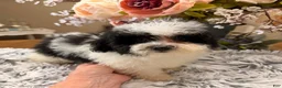 Maltipoo dogs for sale: Maltipoo 3 - Ad 3