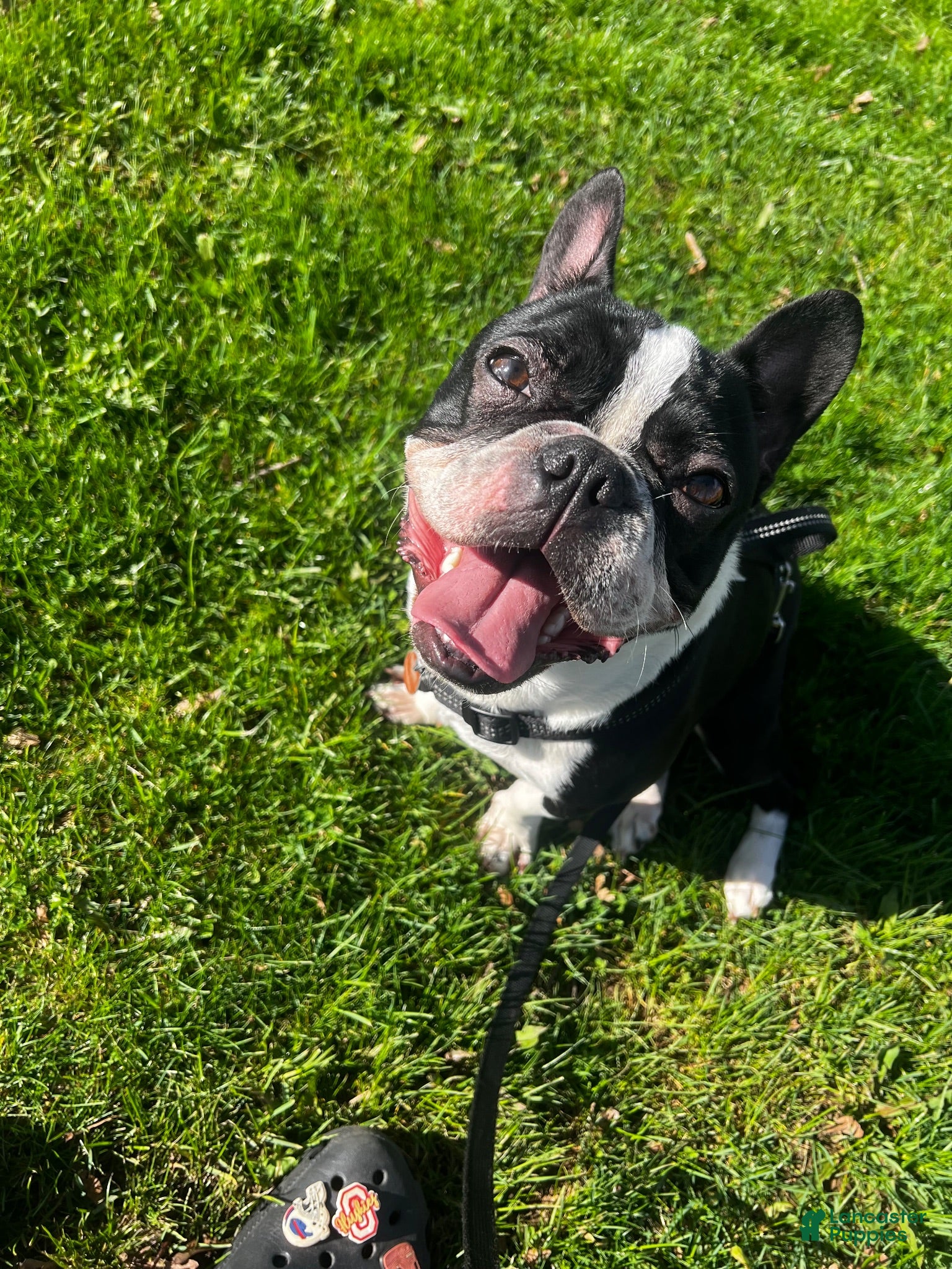 French Bulldog dogs Dexter - Ad 16