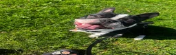 French Bulldog dogs for stud: Dexter - Ad 1