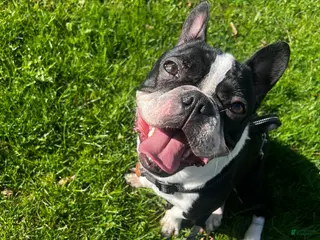 French Bulldog dogs Dexter - Ad 1