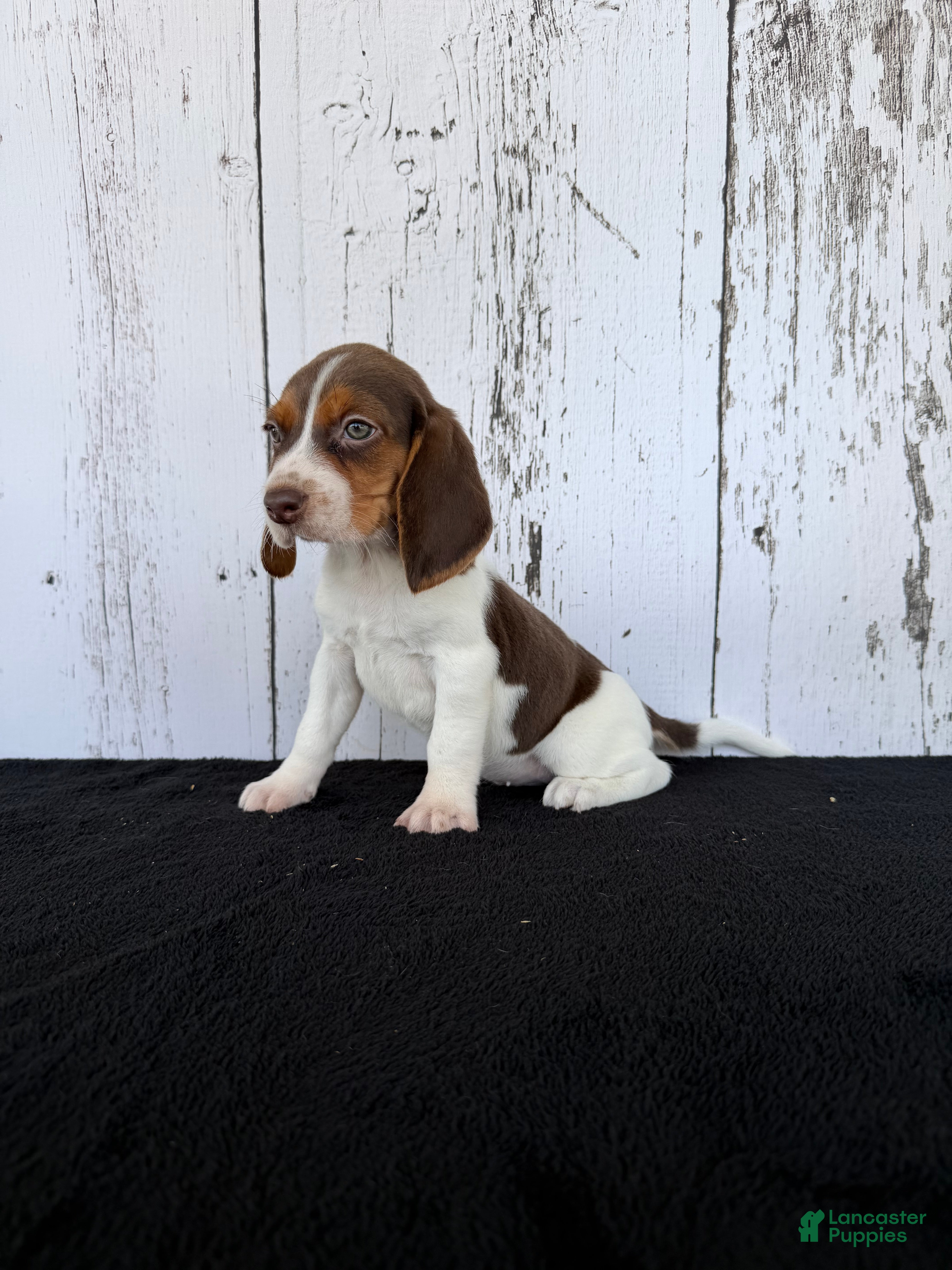 Beagle dogs Buster  - Ad 1