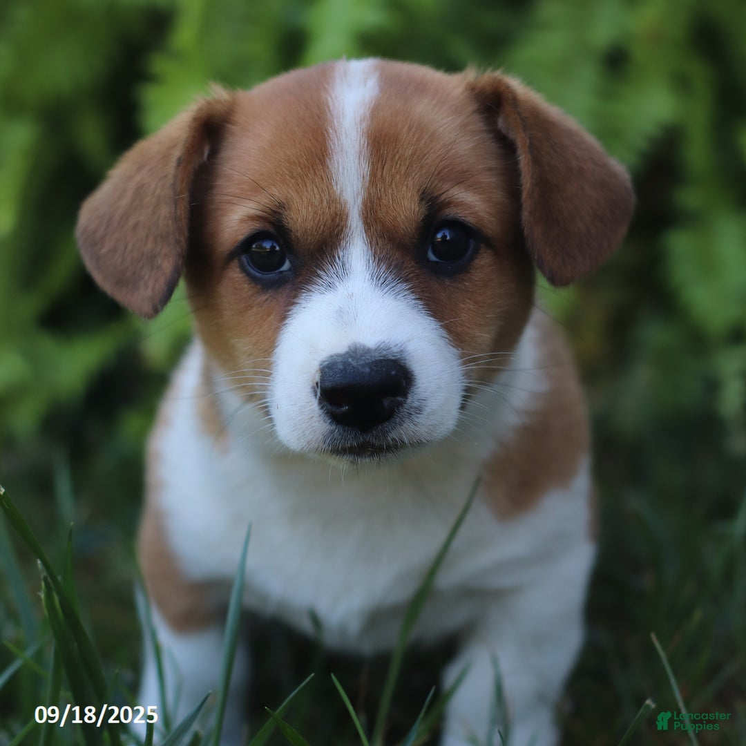 Jack Russell Beagle Poodle Puppies Australian Shepherd Mix Mini