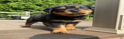 Rottweiler dogs for sale: Hazel - Ad 3