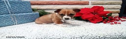 Jack Russell Terrier dogs for sale: Immanuel - Ad 1