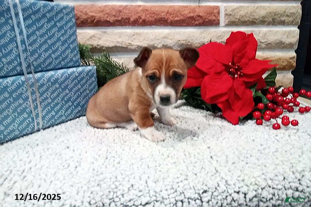 Jack Russell Terrier dogs for sale: Immanuel - Ad 1