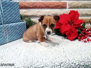 Jack Russell Terrier dogs Immanuel - Ad 12