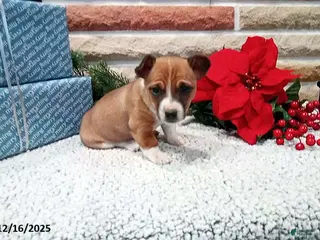 Jack Russell Terrier dogs Immanuel - Ad 14