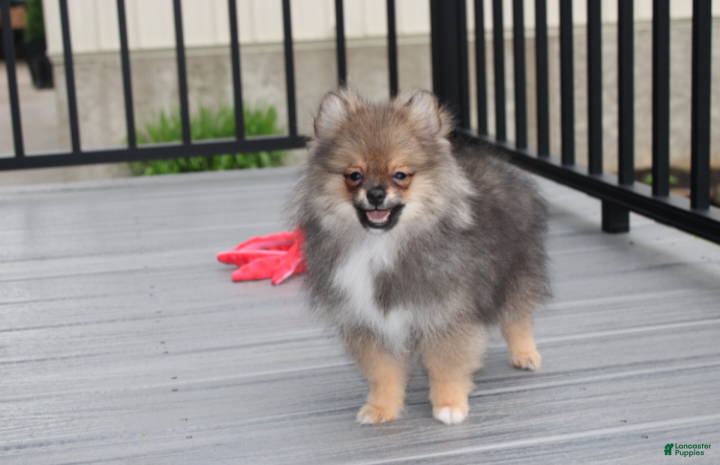 Pomeranian dogs Casper  - Ad 1