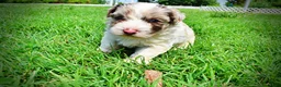 Havapoo dogs for sale: Simba - Ad 22