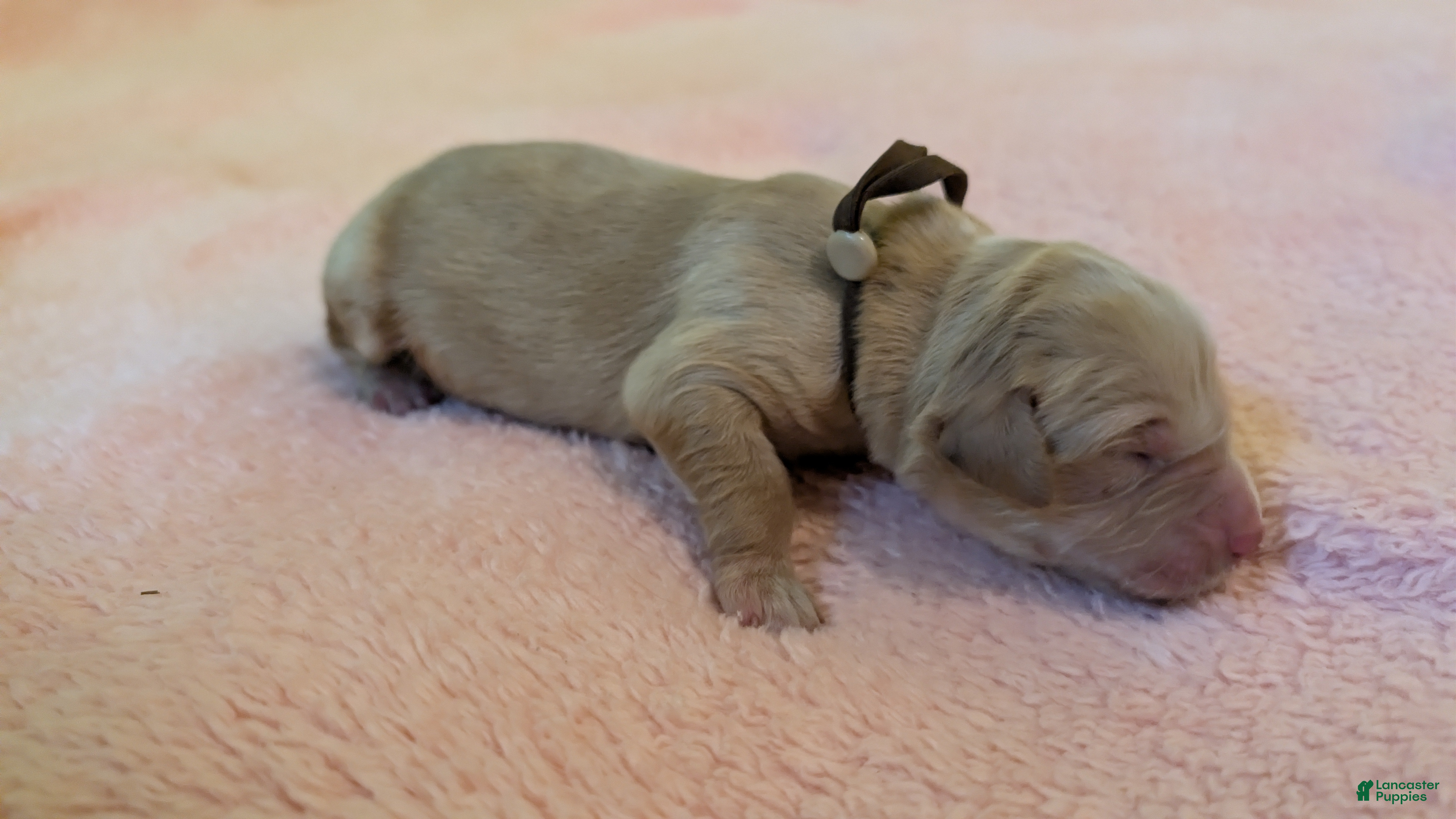 Golden Retriever dogs Golden Retriever (Brown Collar) - Ad 3