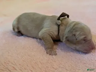 Golden Retriever dogs Golden Retriever (Brown Collar) - Ad 3