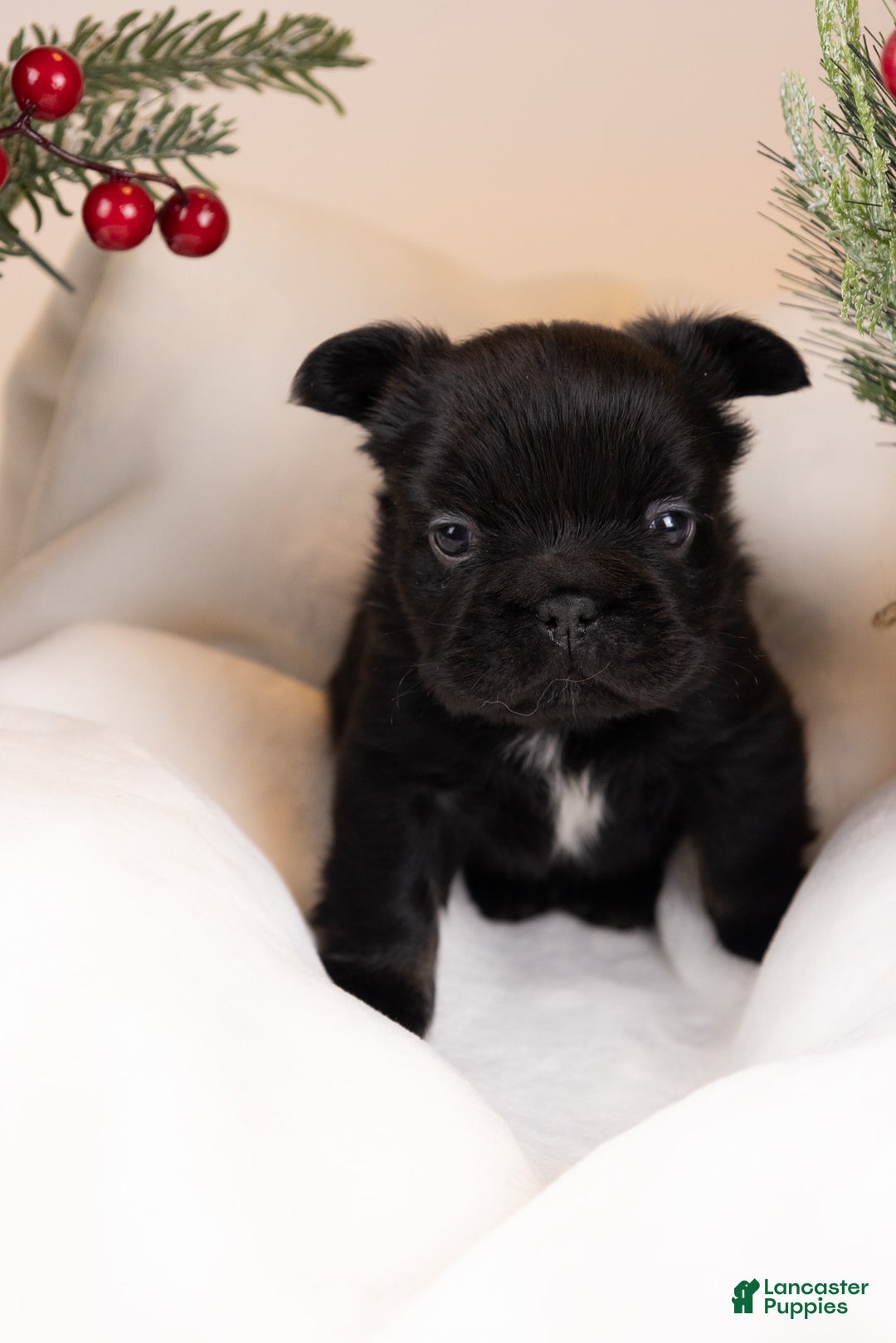 French Bulldog dogs for sale: Teddie -Fulffy Big Rope - Ad 8