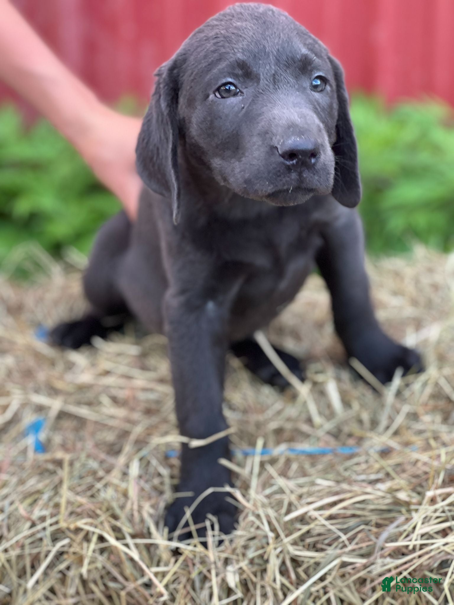Labrador Retriever dogs Tricia - Ad 36