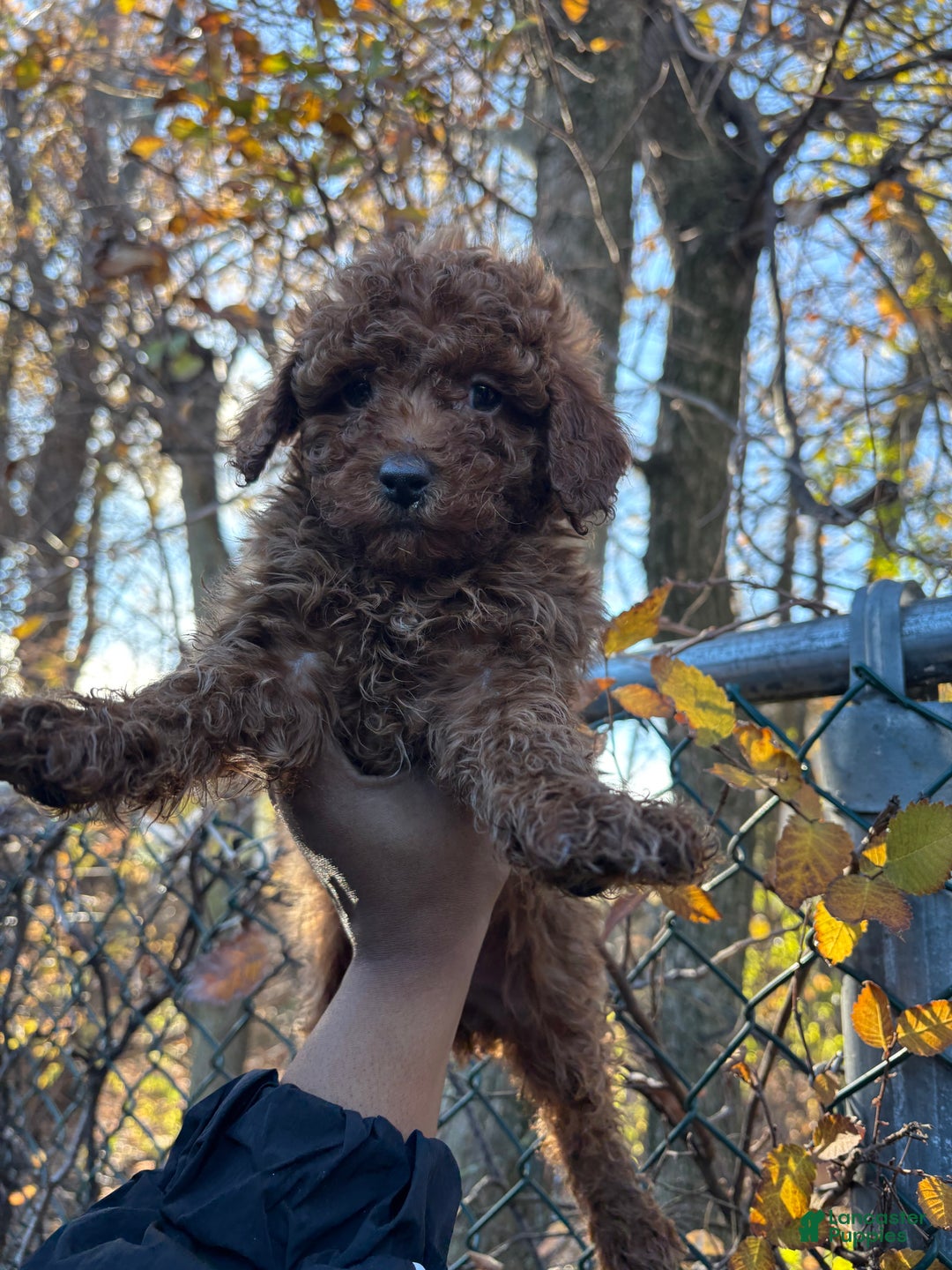 Toy Poodle dogs for sale: TOY TOMMY - Ad 4