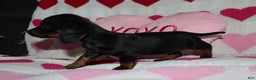 Miniature Dachshund dogs for sale: Maicee - Ad 3