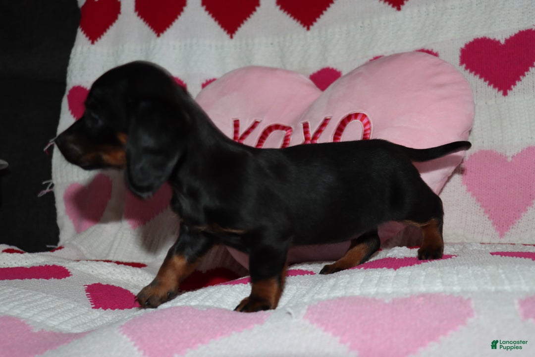 Miniature Dachshund dogs for sale: Maicee - Ad 3