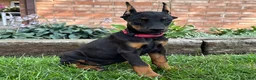 Doberman Pinscher dogs for sale: Angel  - Ad 4