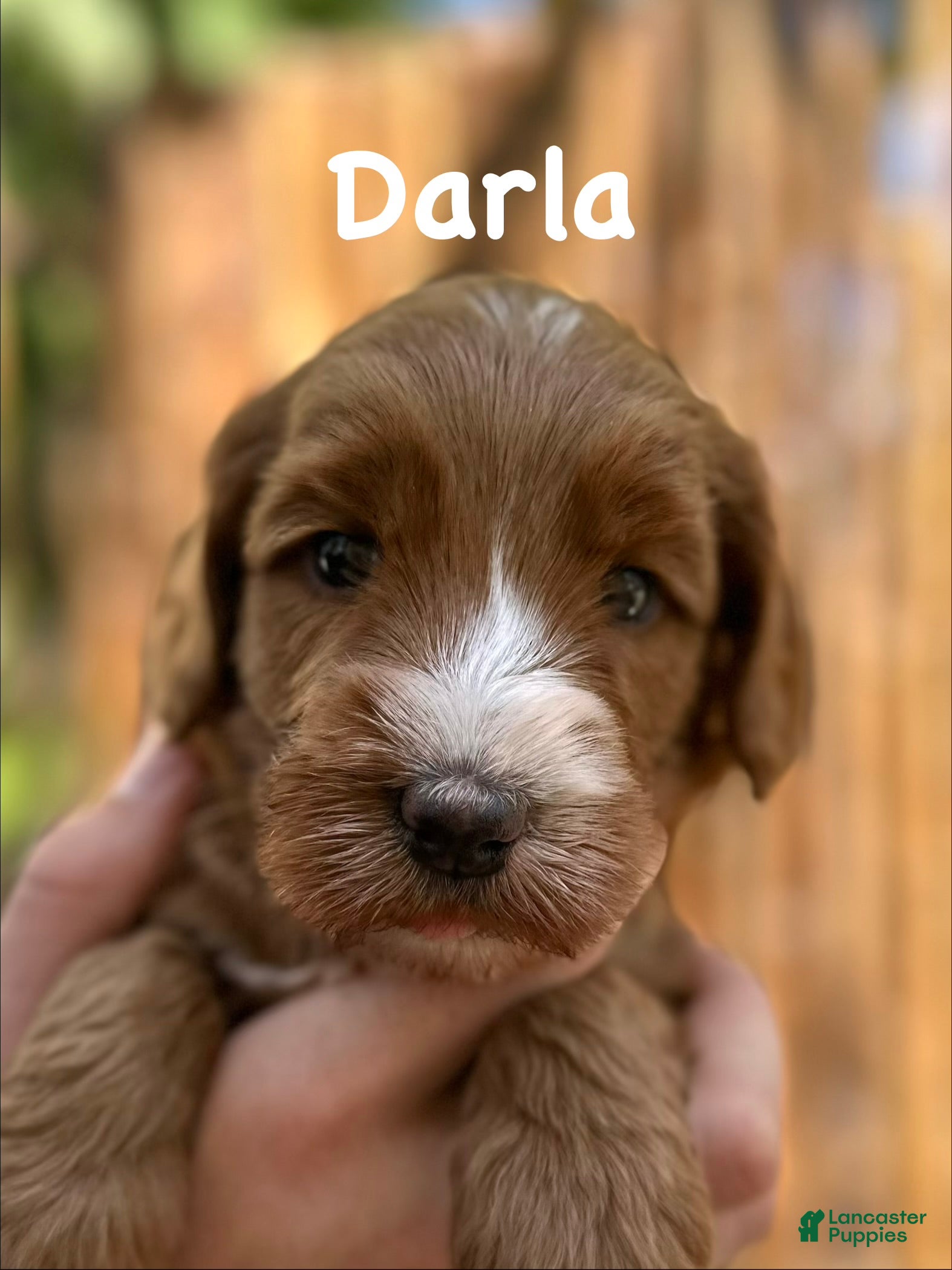 Australian Labradoodle dogs for sale: Darla - Ad 6