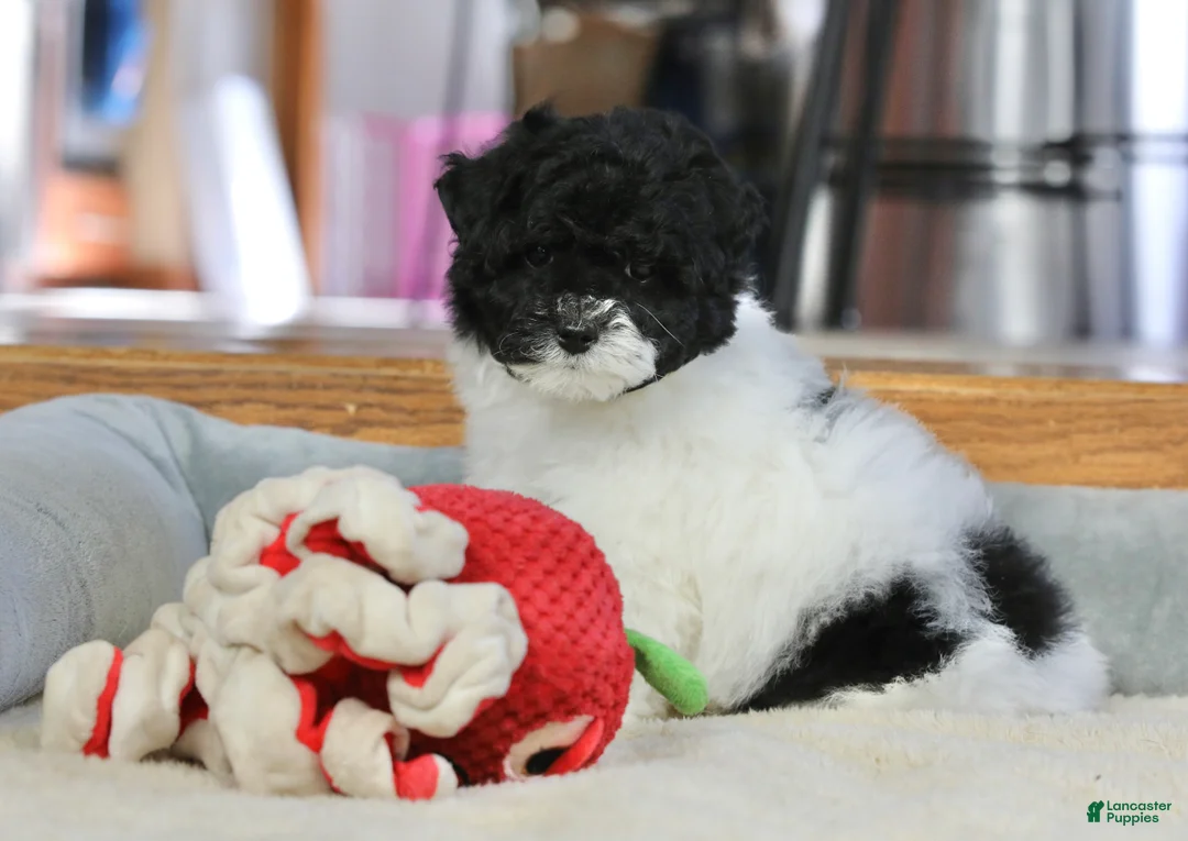 Miniature Poodle dogs for sale: Paislee - Ad 8