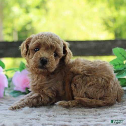 Toy Poodle dogs Tulip - Ad 2
