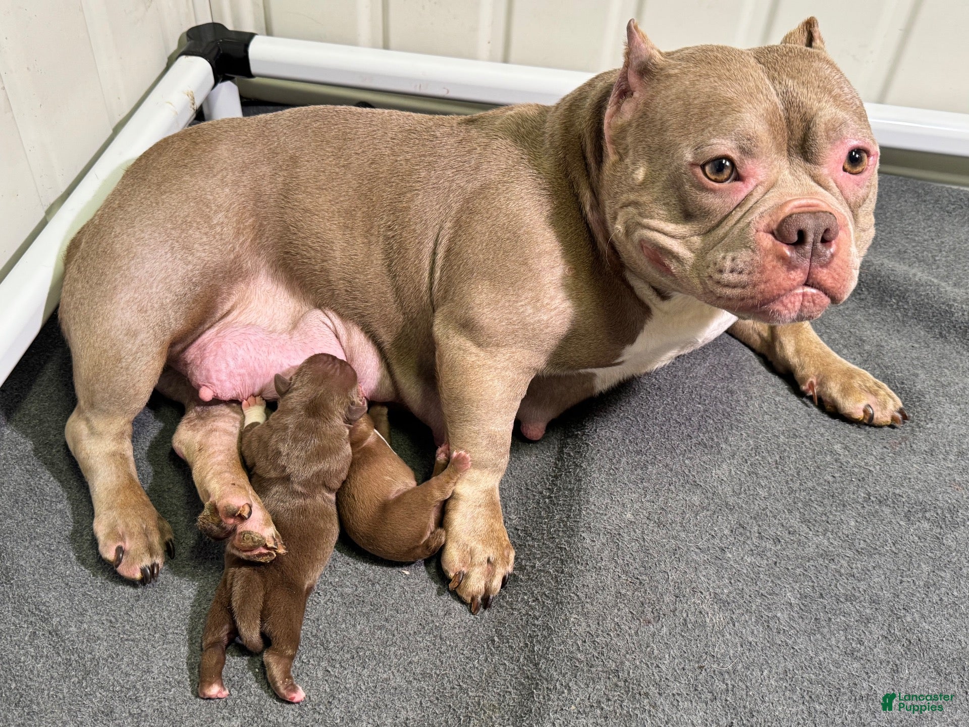 American Bully dogs American Bully 1 - Ad 2