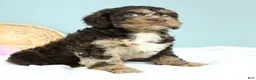 Cockapoo dogs for sale: Levi 🫐 - Ad 7