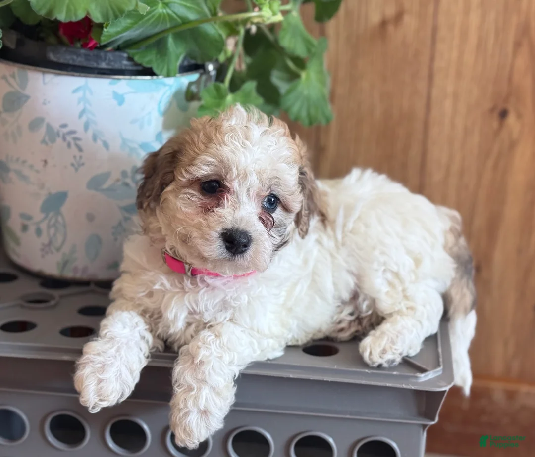 Bichpoo dogs for sale: Misty - Ad 2