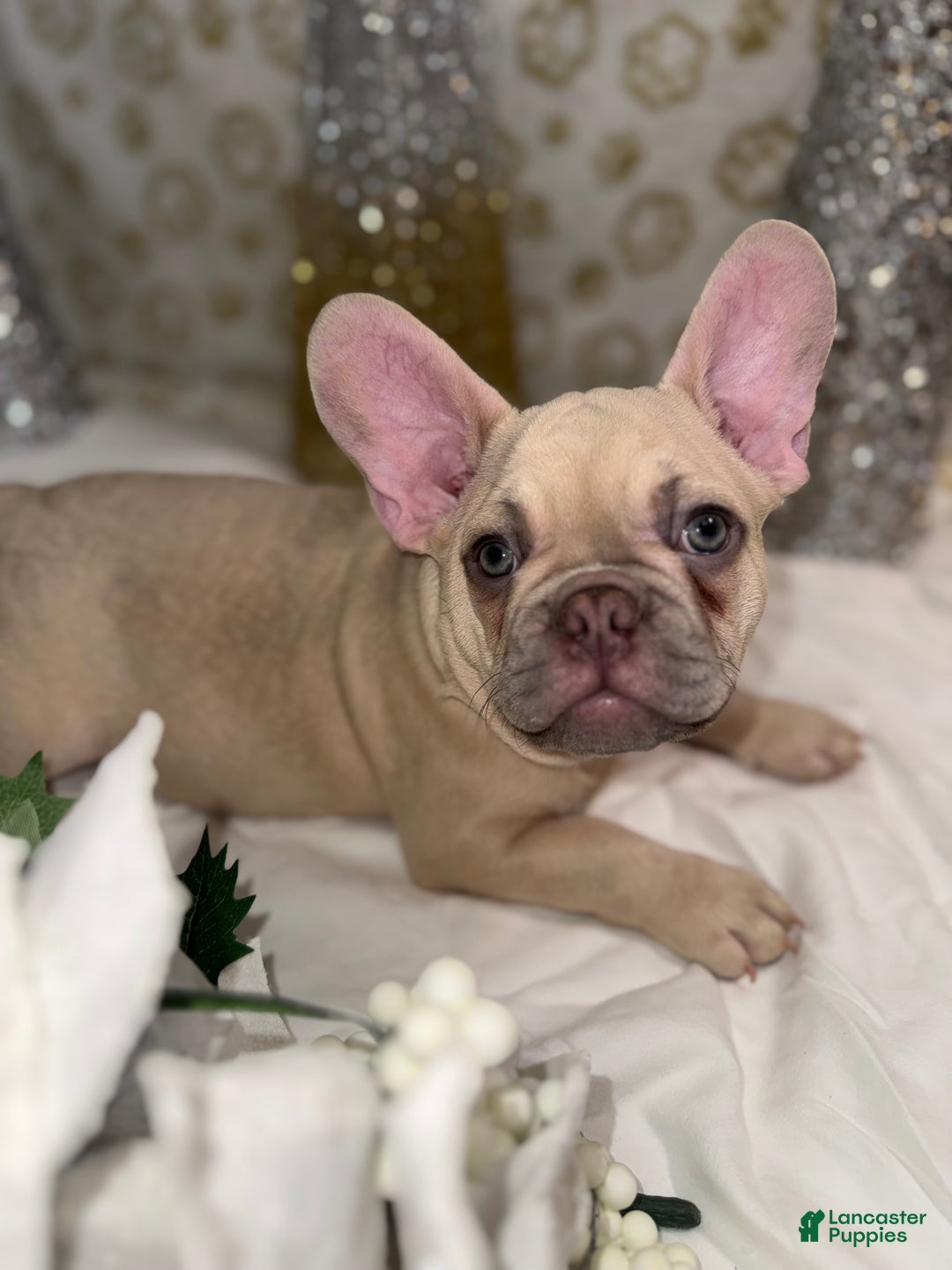 French Bulldog dogs for sale: Wolverine  - Ad 3