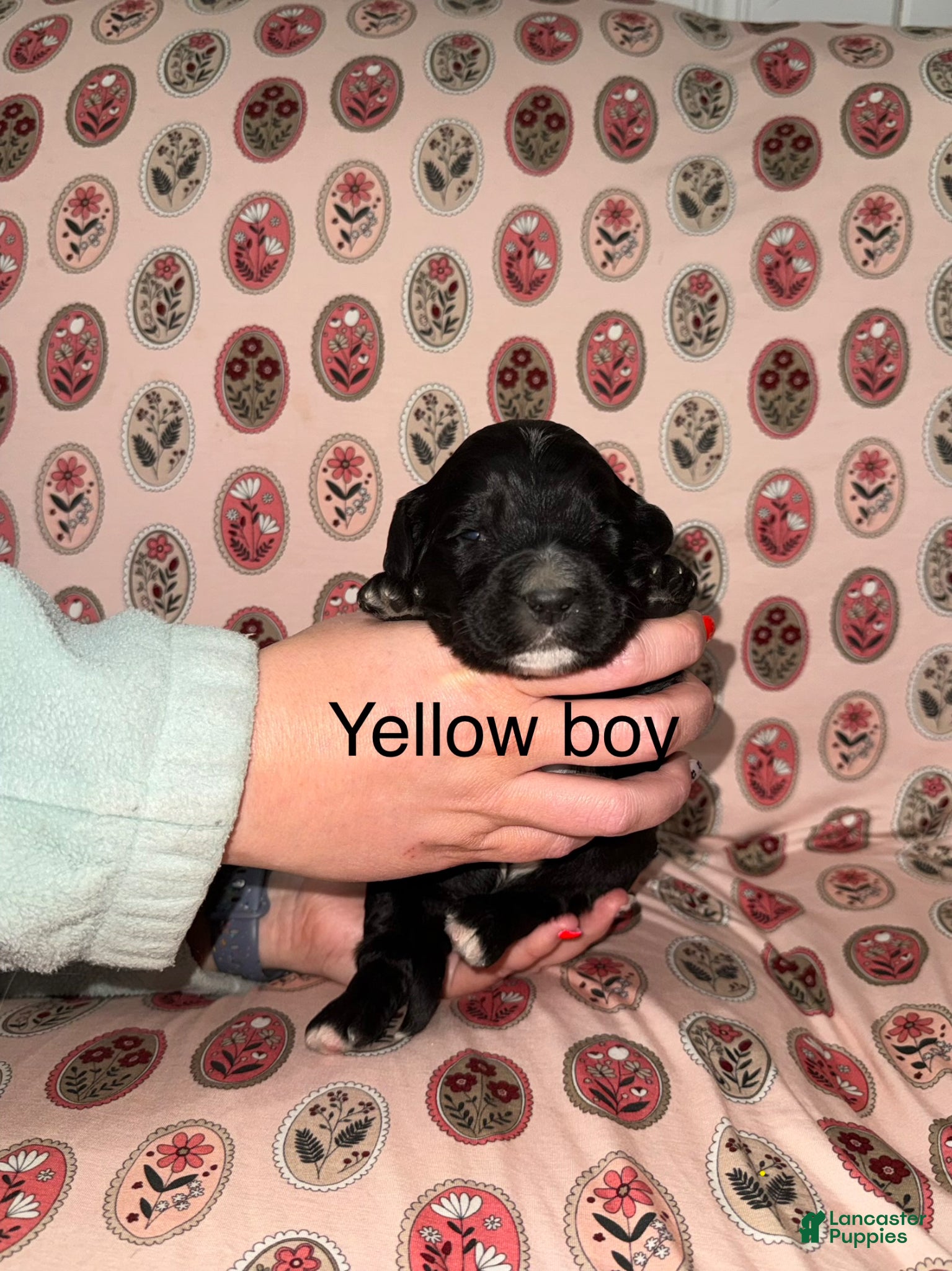Mixed Breed dogs Yellow collar boy  - Ad 25