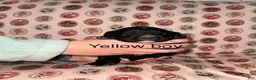 Mixed Breed dogs for sale: Yellow collar boy  - Ad 1