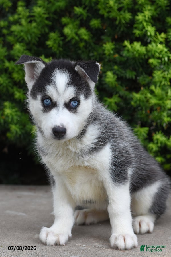 Siberian Husky dogs Gabby - Ad 2