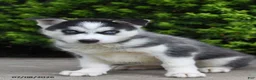 Siberian Husky dogs for sale: Gabby - Ad 2