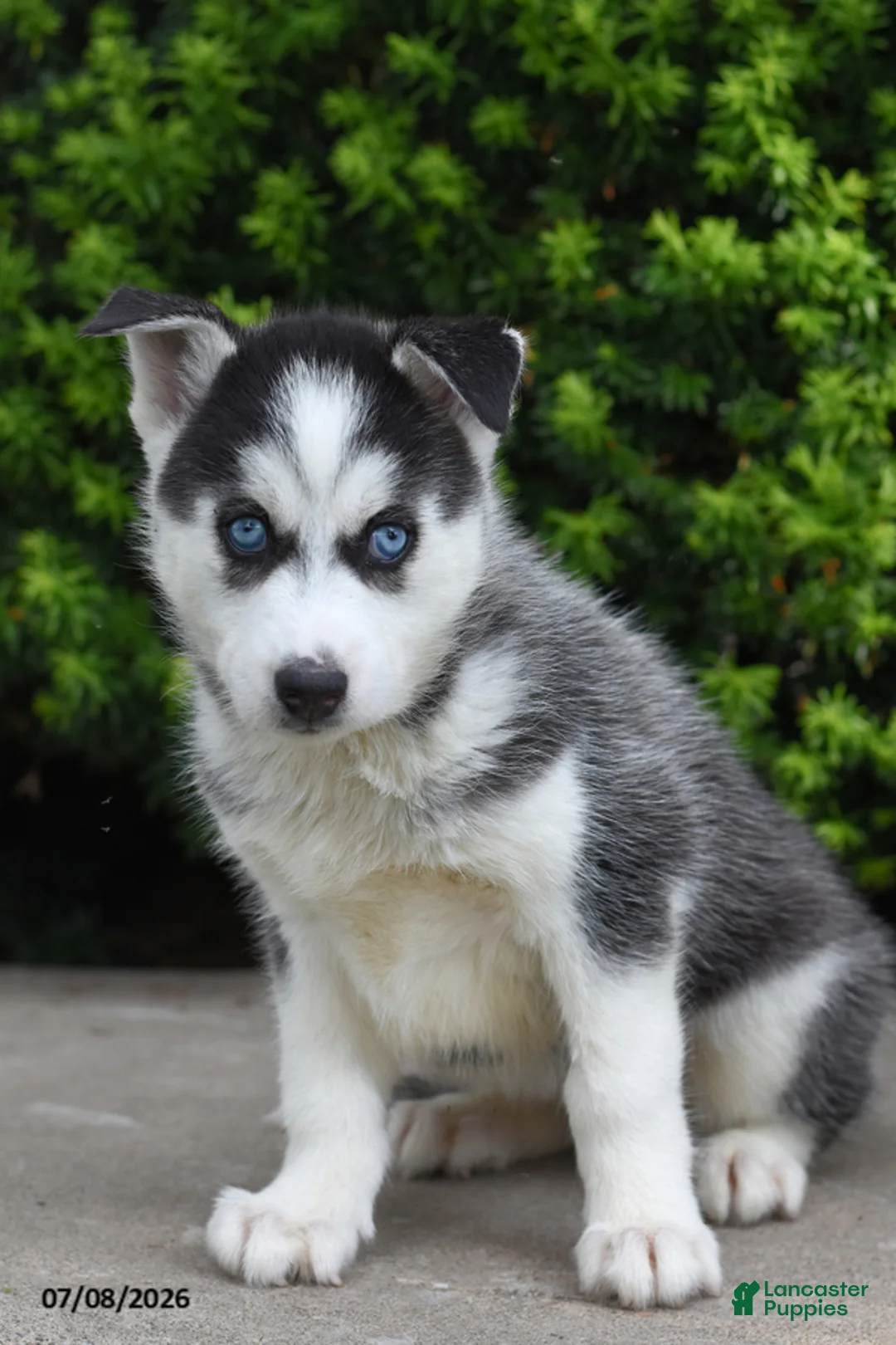 Siberian Husky dogs for sale: Gabby - Ad 2