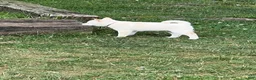 Shiba Inu dogs for sale: Hana - Ad 2