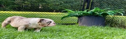 English Bulldog dogs for sale: Daisy - Ad 3
