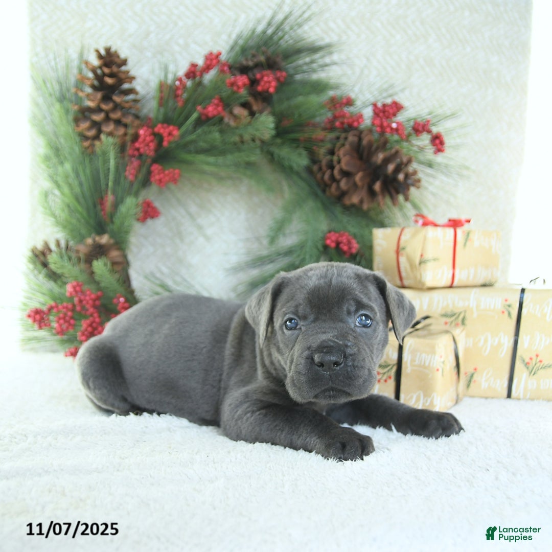 Cane Corso dogs for sale: Max - Ad 12
