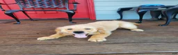Golden Retriever dogs for sale: Orange Girl - Ad 3