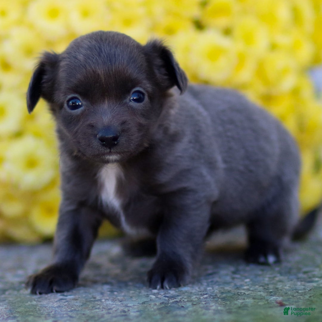 Chihuahua dogs for sale: Penny - Ad 12