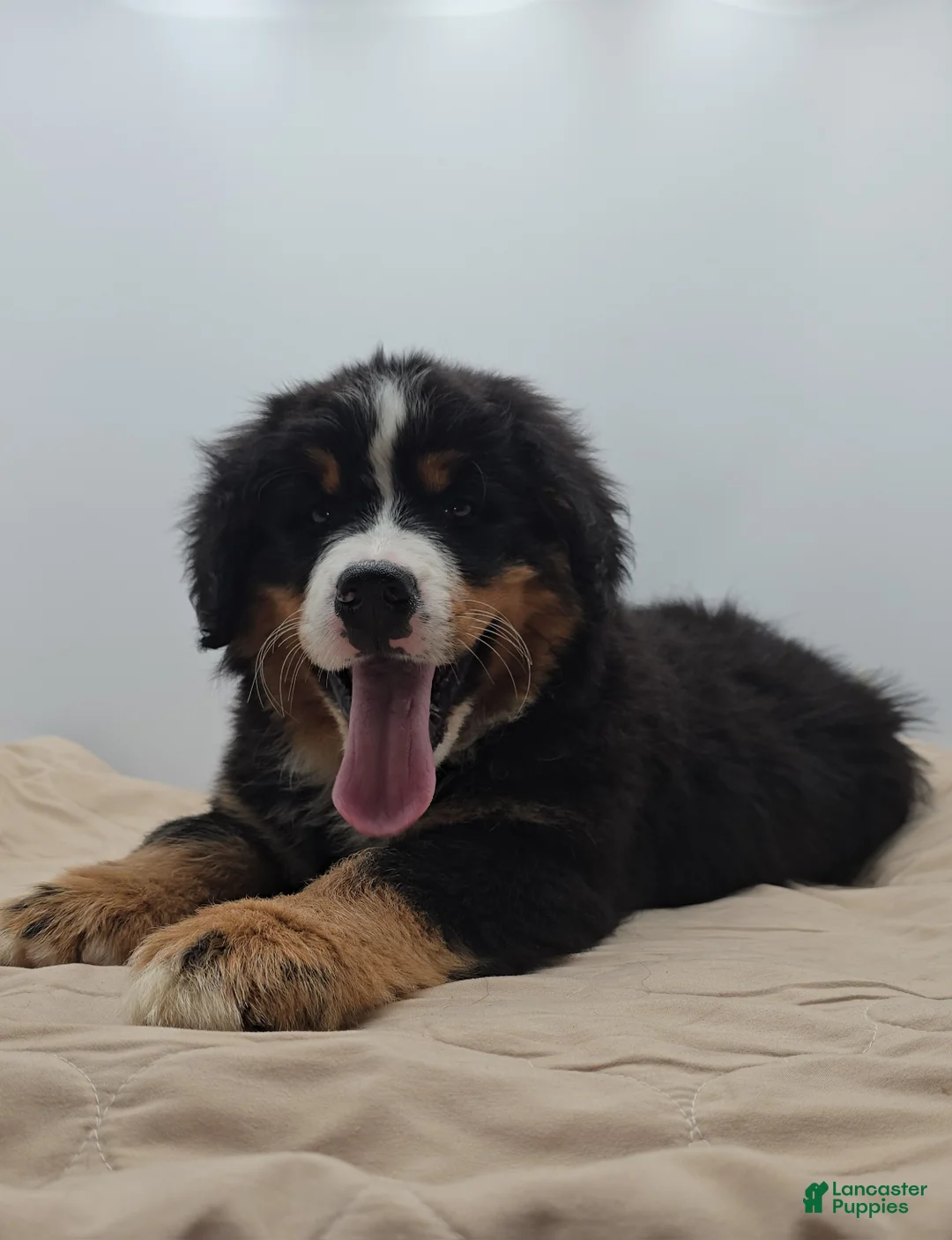 Bernese Mountain Dog dogs for sale: Moose - Ad 2