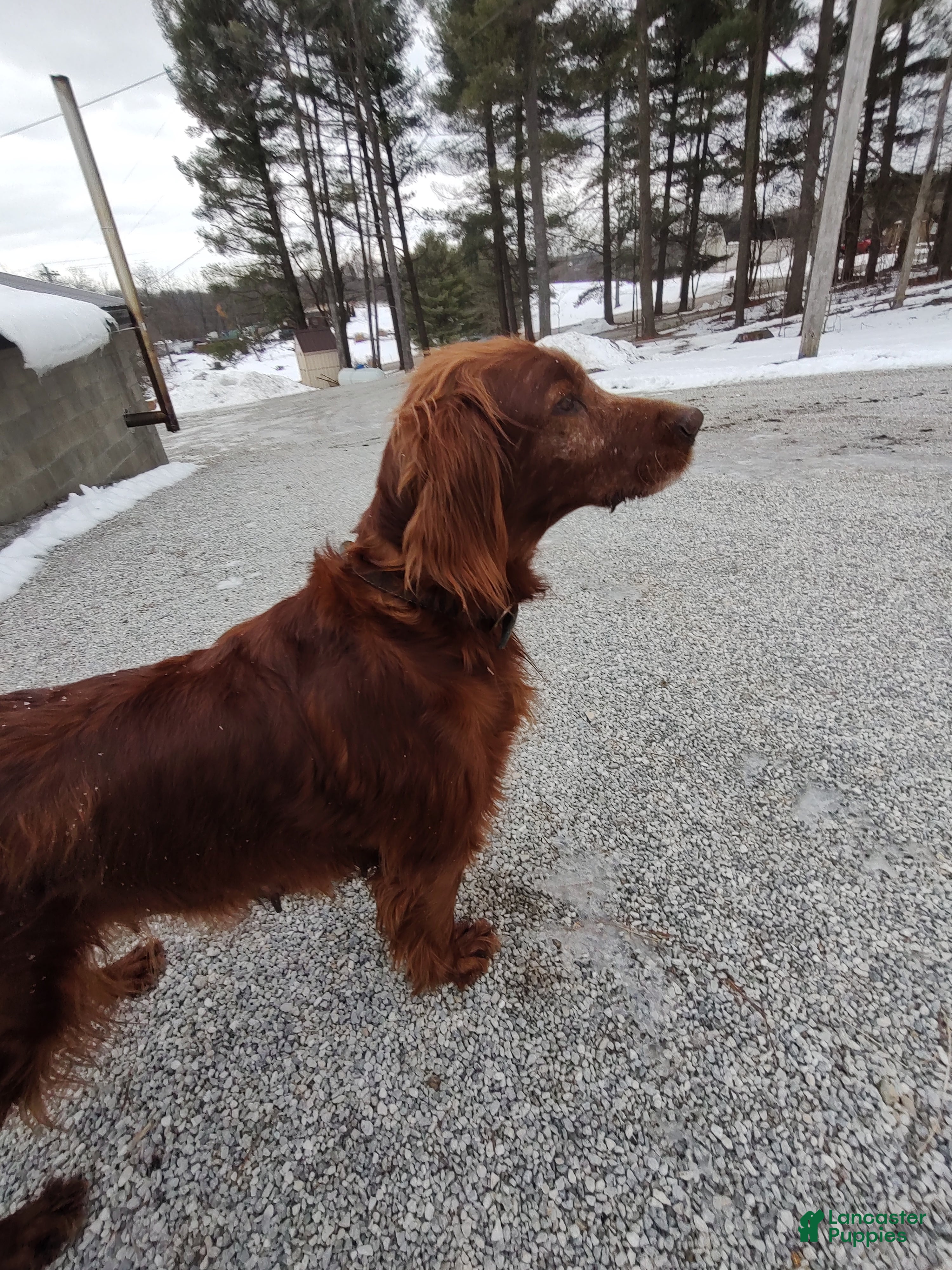 Irish Setter dogs Irish Setter Puppy 1 - Ad 1
