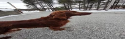 Irish Setter dogs for sale: Irish Setter Puppy 1 - Ad 1
