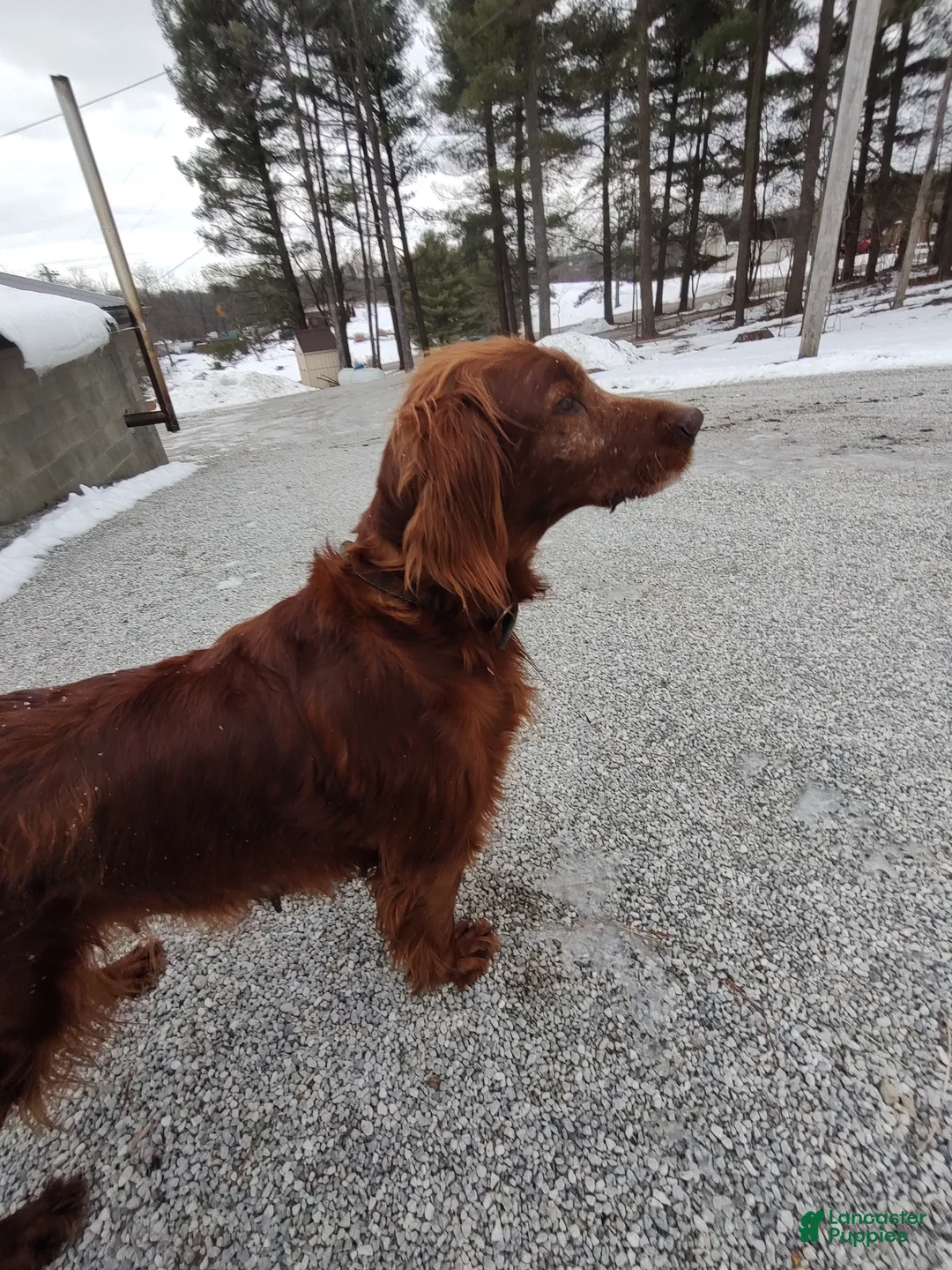 Irish Setter dogs for sale: Irish Setter Puppy 1 - Ad 1