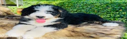 Bernedoodle dogs for sale: Bernedoodle “Ozzy” blue eye - Ad 3